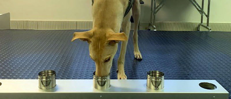 Kössi, a scent-detection dog, working at Helsinki airport