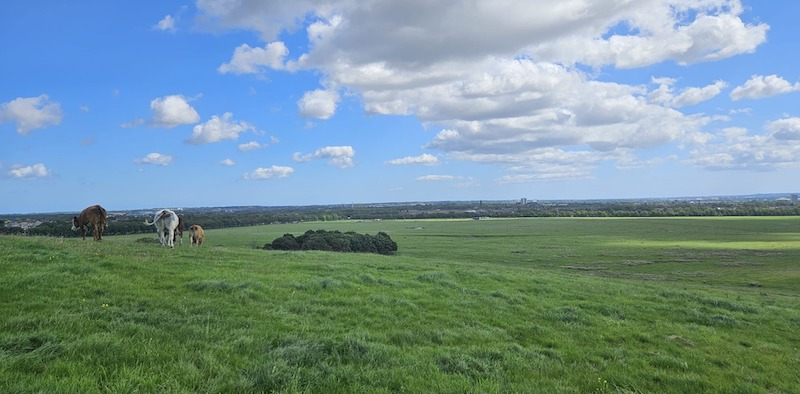 Come Together will take place on Newcastle's Town Moor